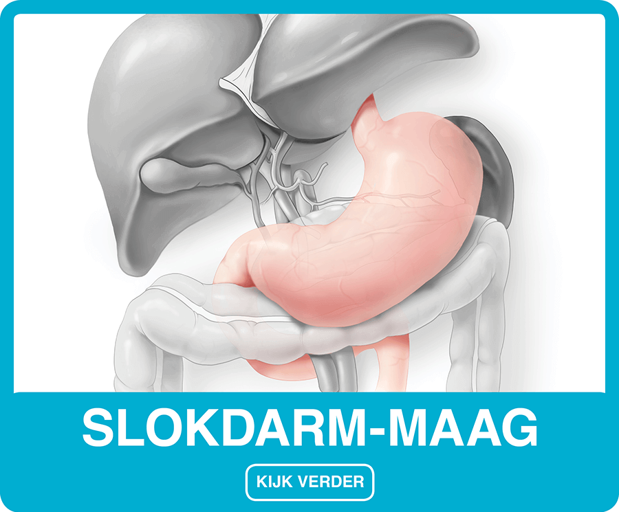 Slokdarm-maag