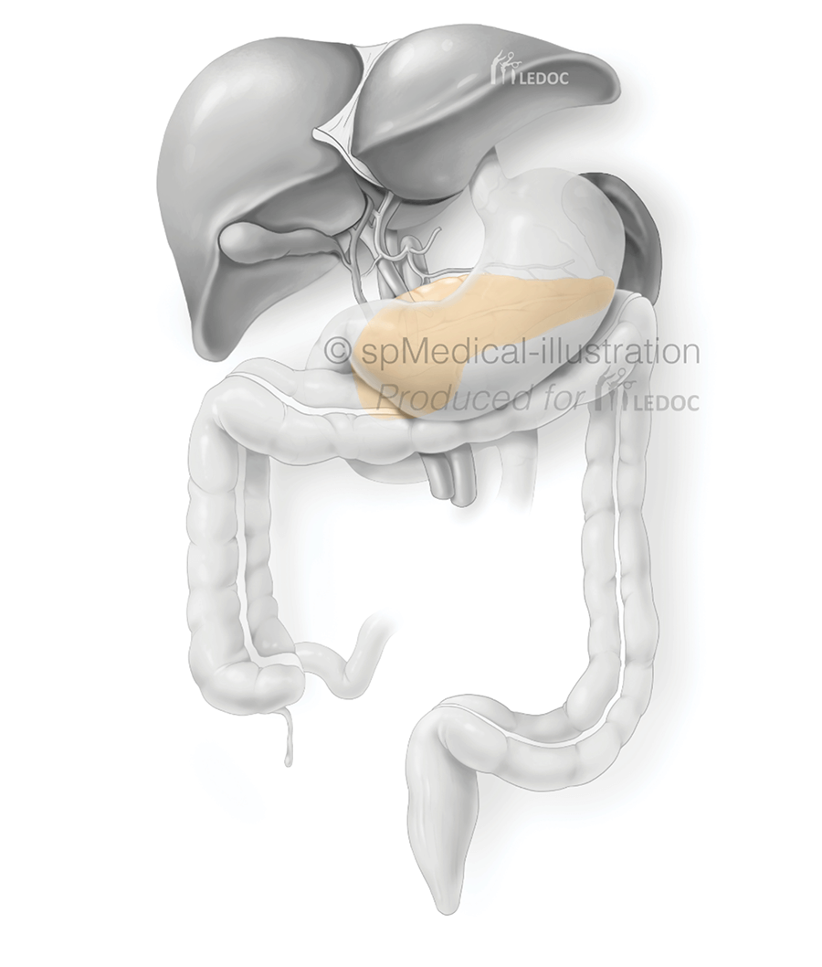 Pancreas