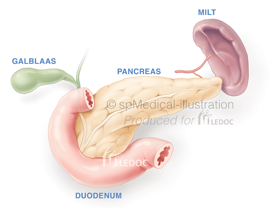 Pancreas