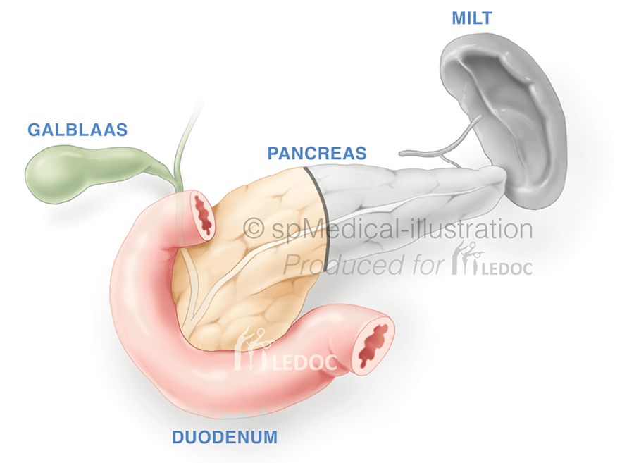 Pancreasknop