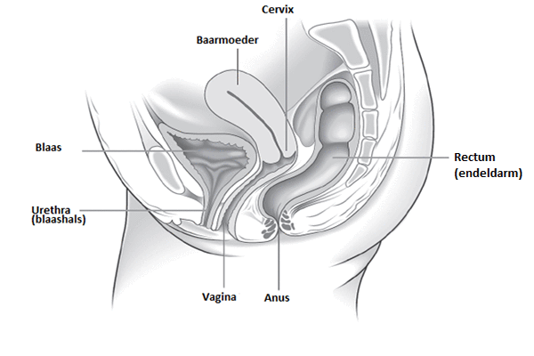 Figuur Normale anatomie