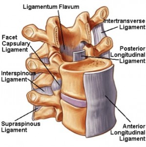 Anatomie